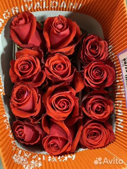 Розы от склада свежие Голландия и Эквадор