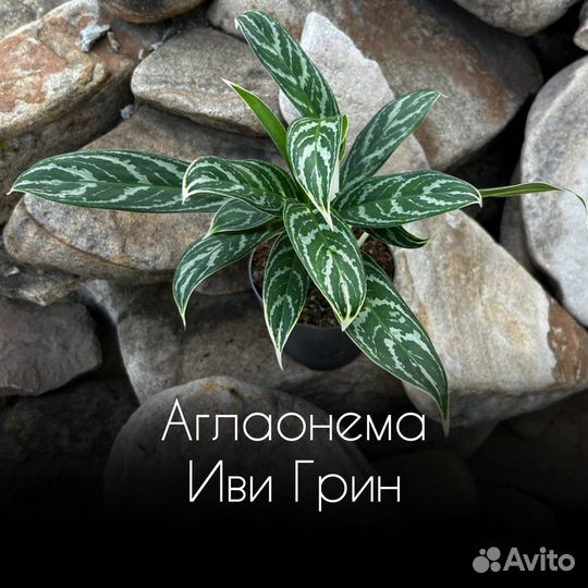 Аглаонема Иви Грин