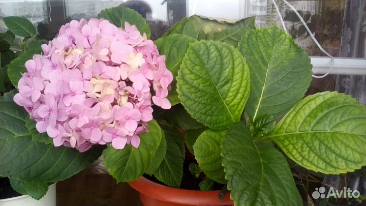 Комнатные цветы