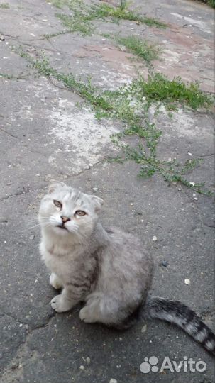 Уход за животными