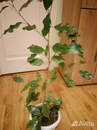 Фикус бенджамина
