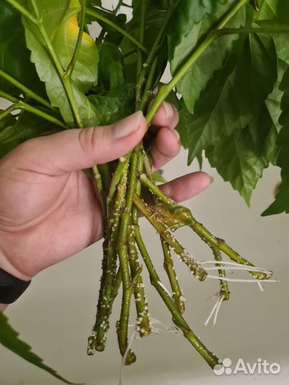 Гибискус китайская роза