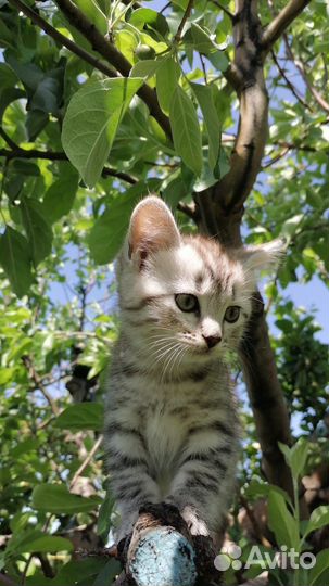 Продам котёнка