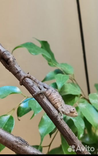 Пантеровый хамелеон