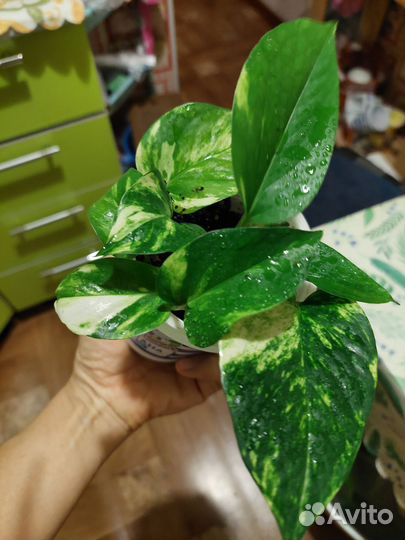 Сциндапсус эпипремнум