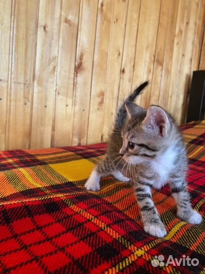 Котята в добрые руки от домашней кошки