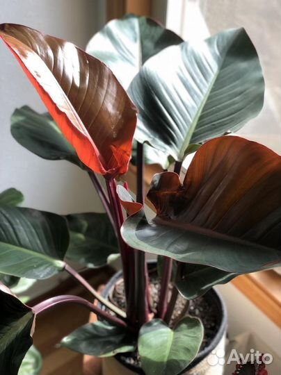 Филодендроны и монстеры сортовые