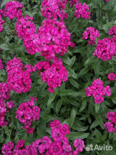 Гвоздика, тысячелистник декоративный