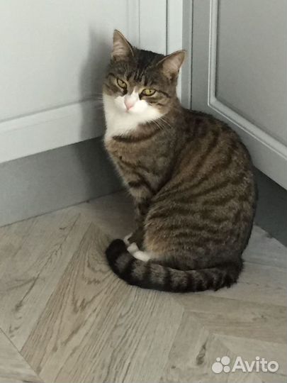 Кошки в добрые руки