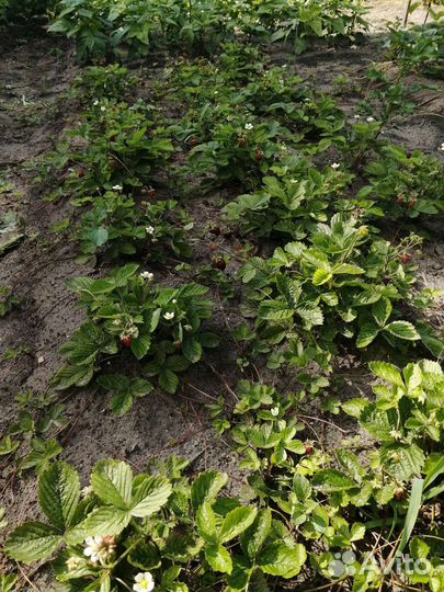 Ремонтантная земляника, клубника рассада