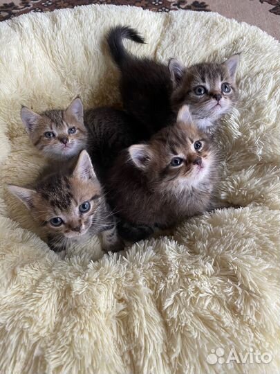 Котята