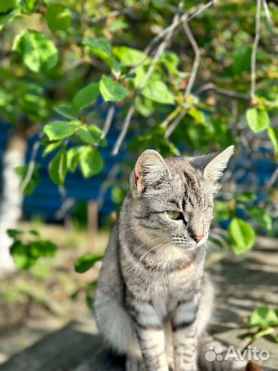 Отдам в добрые руки