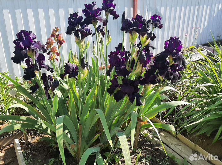 Ирисы бородатые сортовые