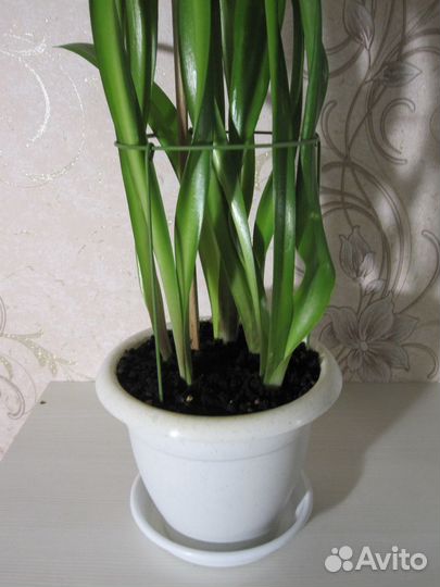 Гиппеаструм амариллис