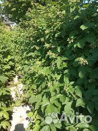 Ремонтантная малина, Таруса