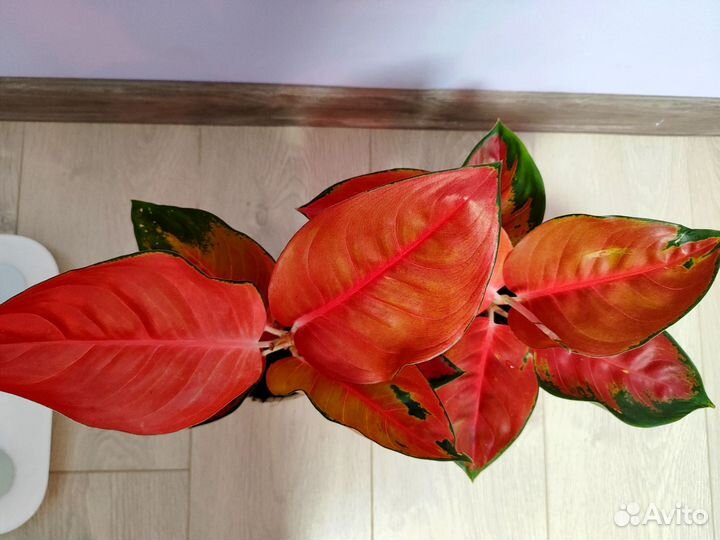 Аглаонема Рэд стар/Ред стар