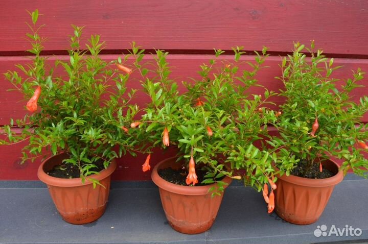 Гранат комнатный, цветущий и плодоносящий