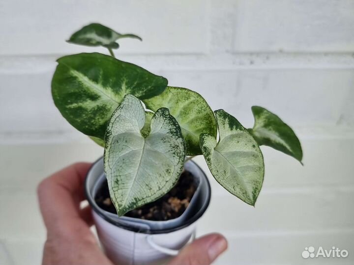 Сингониумы