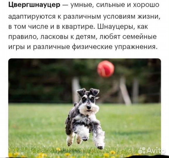 Цвергшнауцер черный с серебром