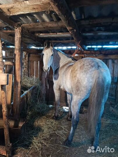 Лошадь кобыла