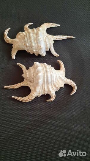 Ракушка морская 