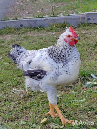 Молодые петухи