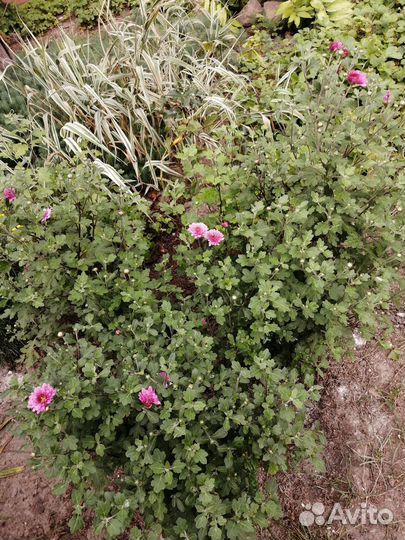 Хризантема