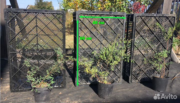 Спирея серая зкс окс 10шт