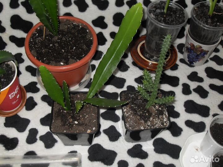 Суккуленты