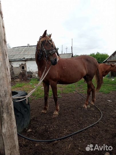 Кобыла с жеребчиком