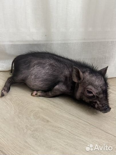 Минипиг Пумба