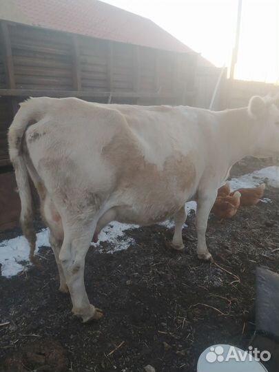 Продам корову