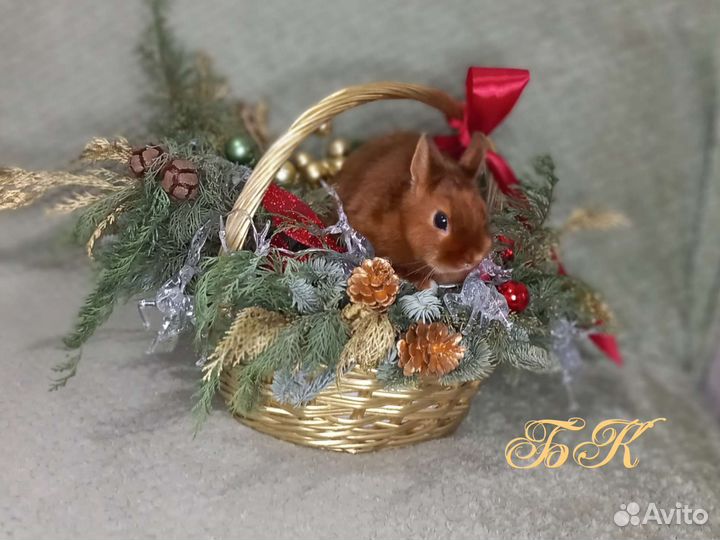 Породистый сатиновый Карликовый Кролик мажор