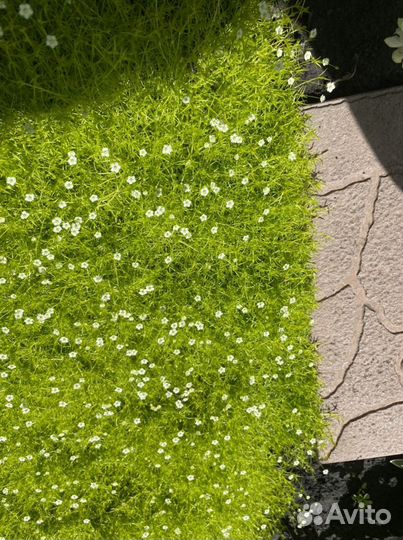 Тимьян ползучий, мшанка