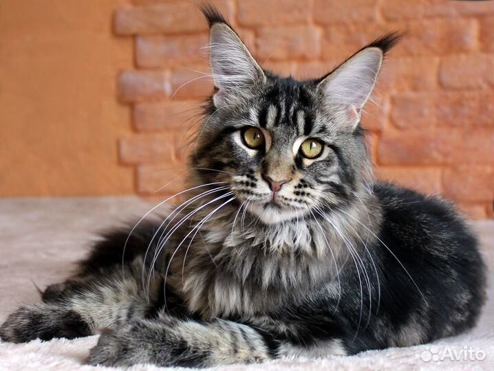 Котенок мейн-кун. Крупная девочка