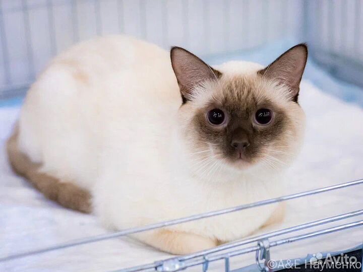Тайский кот на вязку