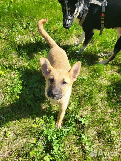 Щенок девочка в добрые руки бесплатно