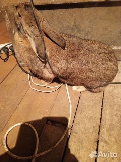 Калифорнийские кролики