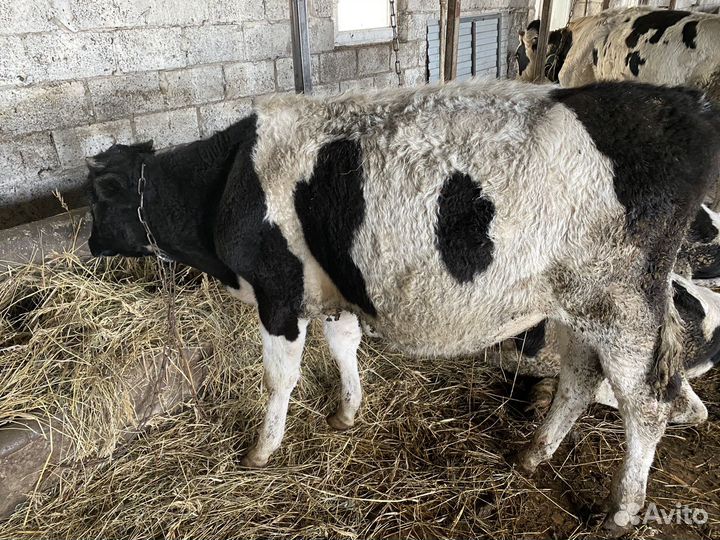 Телята бычки 5-7месяцев