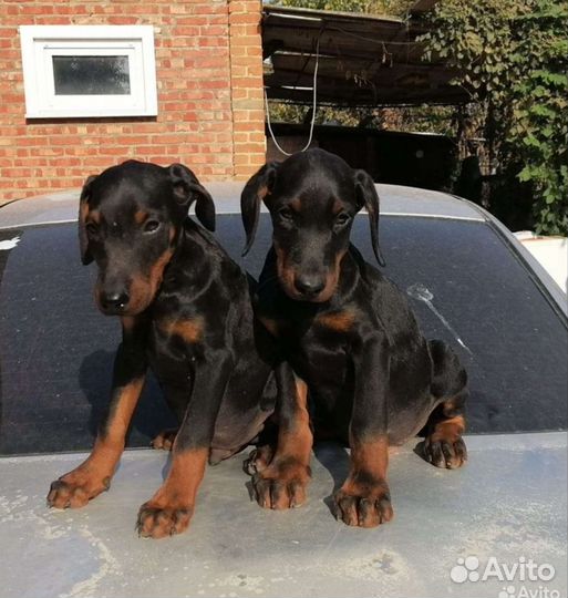 Щенки добермана