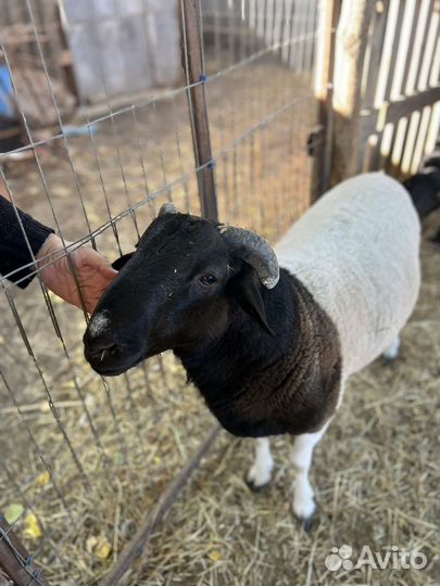 Баран дорпер