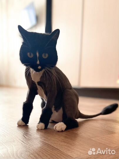 Стрижка собак и кошек без наркоза. Грумер