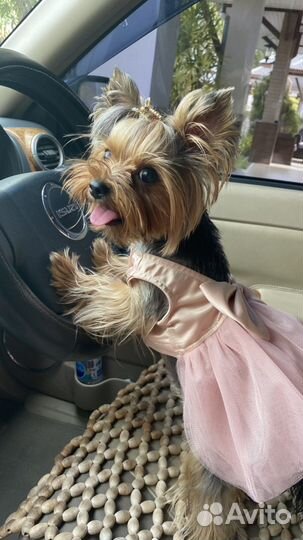 Платье для маленькой собачки