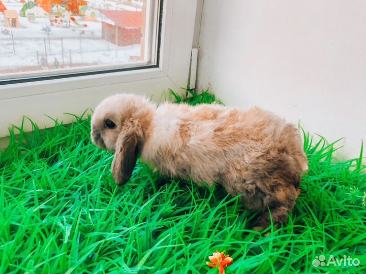 Карликовый кролик