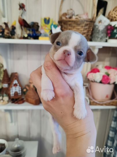 Бело-лиловое чудо