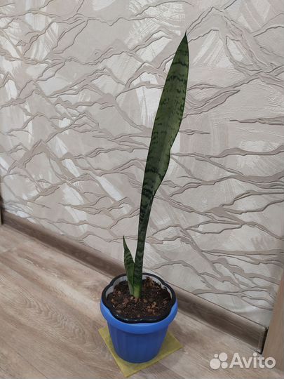 Сансевиерия (