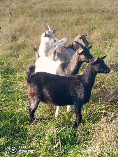 Козлята