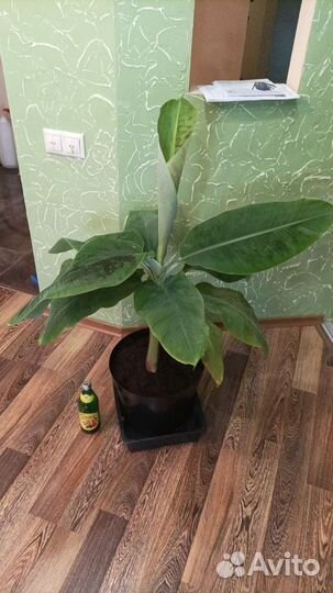 Банан плодоносящий комнатный