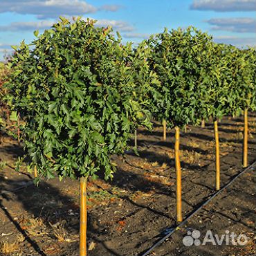 Боярышник на штампе