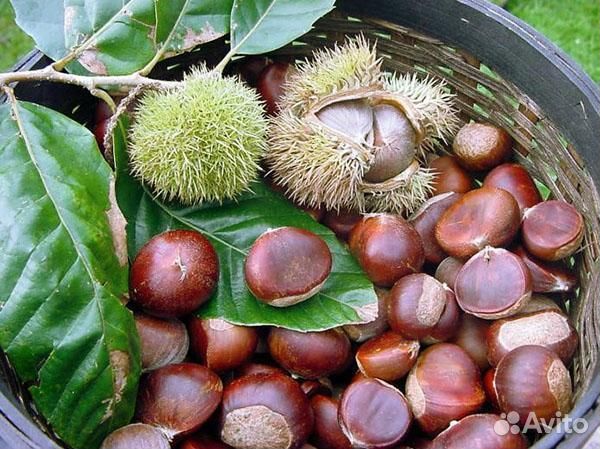 Каштан сьедобный саженцы